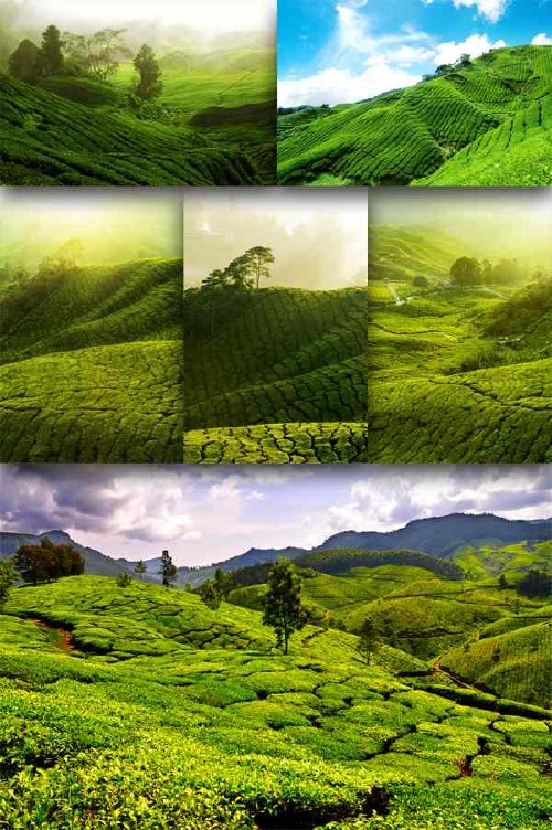Чайная плантация (подборка изображений)
