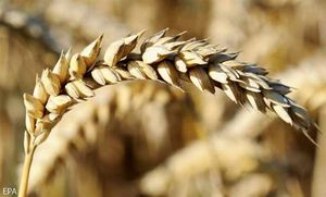 Переговоры о создании зернового пула Рф и Украины приостановлены