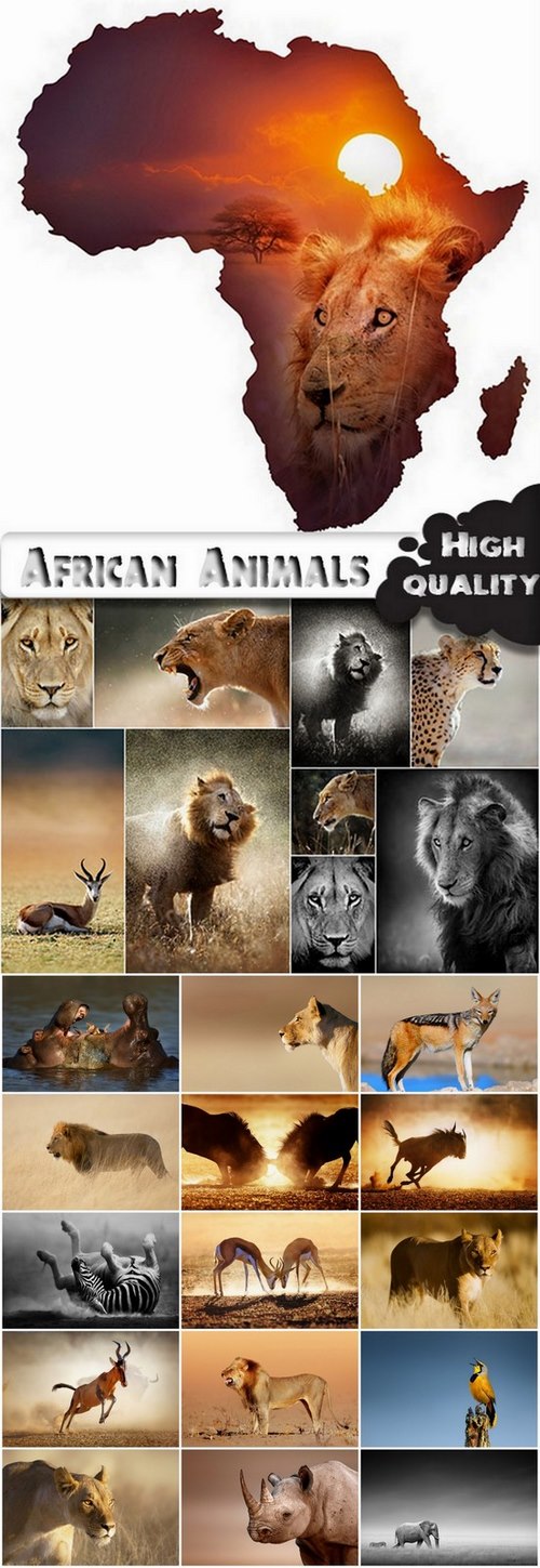 Amazing African Animals Stock Images - 25 HQ Jpg
