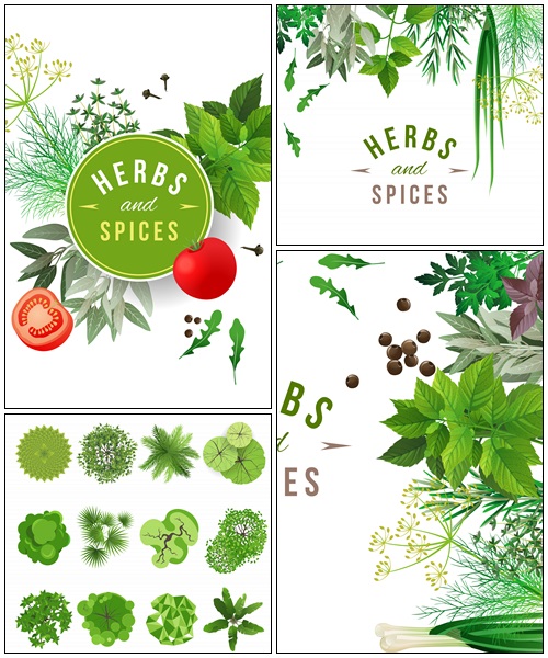 Herbs and spices - vector stock