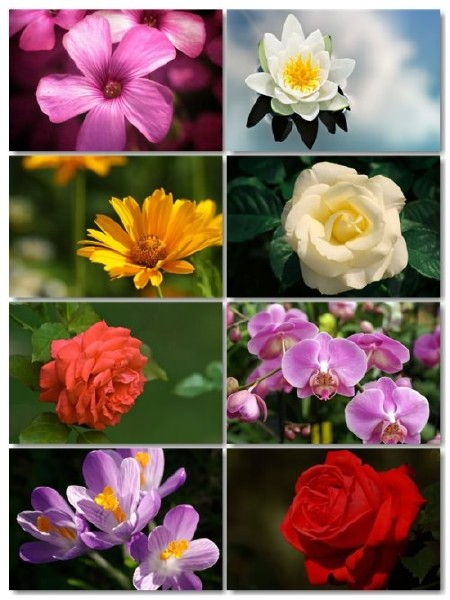 Коллекция прекрасных фото цветов для рабочего стола выпуск 41
