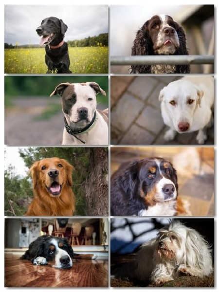 Подборка фото разных пород собак отличного качества выпуск 2