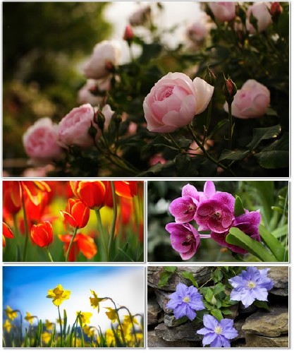 Цветы в сборнике обоев для рабочего стола 62