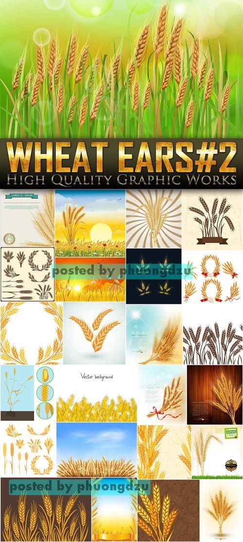 Exclusive - Wheat Ears Vector set 2
