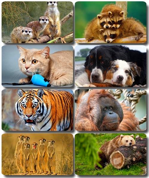 Забавные животные - Коллекция фото обоев (часть 39)