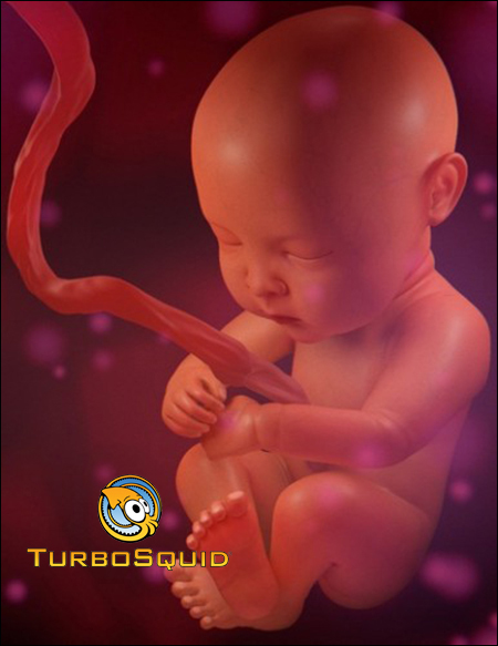 [Max] Turbosquid Human Fetus