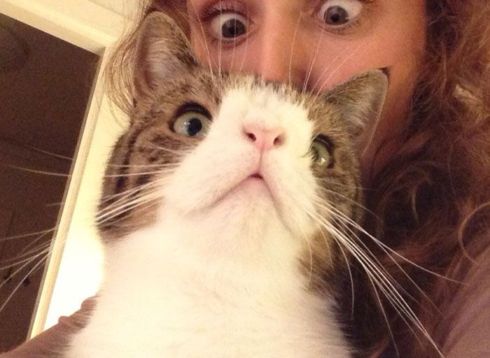 Кот-аватар по кличке Монти с самой необычной мордочкой из всех, что вы видели