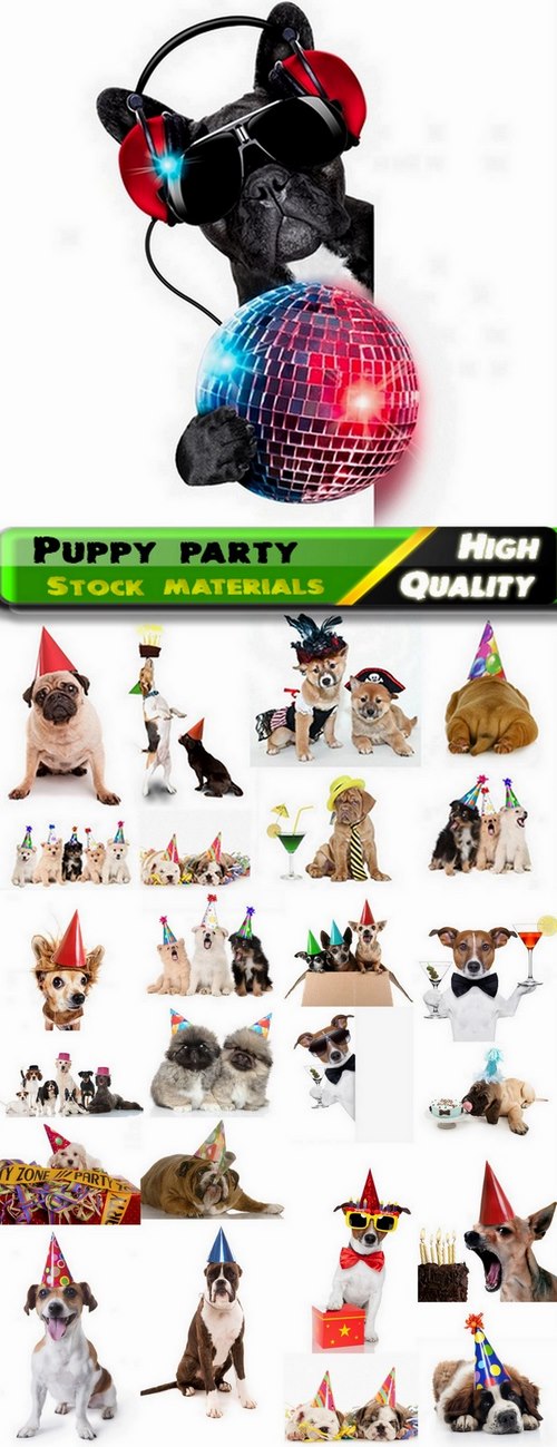 Puppy party and funny dogs Stock images - 25 HQ Jpg