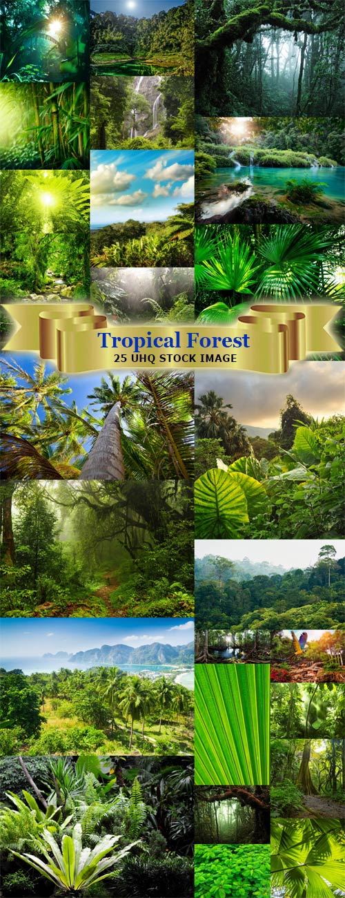 Фотографии тропического леса высокого качества