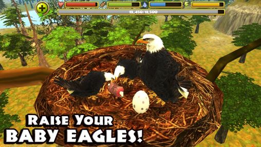 Screenshots of the game Eagle simulator on Android phone, tablet.