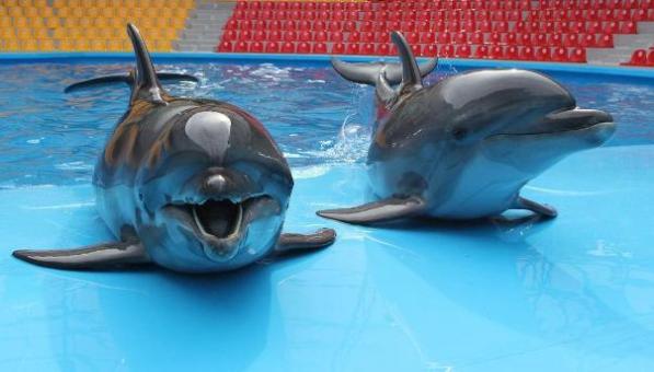 Как севастопольские дельфины на российскую службу переходили