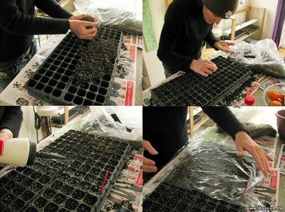 Гацания - выращивание из семян на торфяных таблетках (фото и видео инструкция)