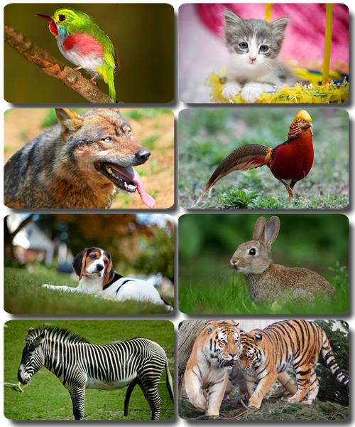 Забавные животные - Коллекция фото обоев (часть 48)