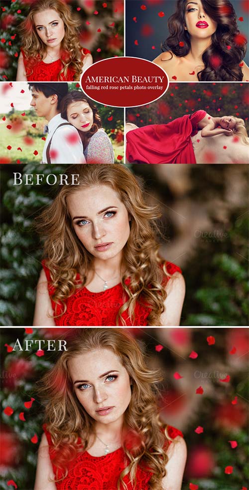 CreativeMarket American Beauty - red petals overlay