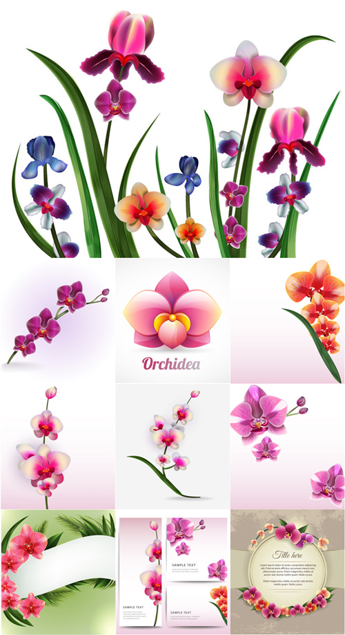 Realistic vector delicate orchids