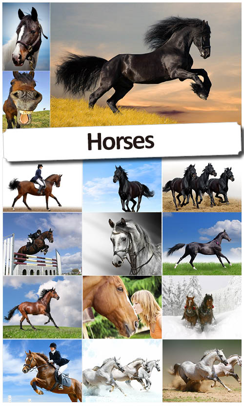 Счастливые лошади - Растровый клипарт