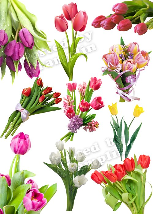 Тюльпаны на 8 марта – Клипарт на прозрачном фоне set 2