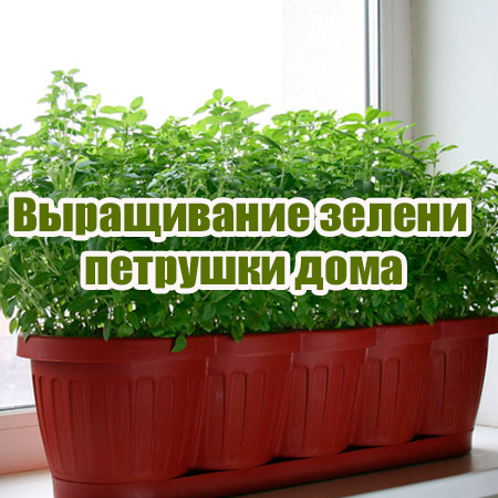 Выращивание зелени петрушки дома (2014) WebRip